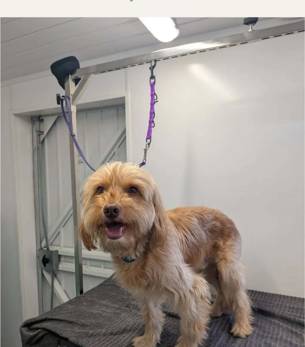 Dog before grooming - shaggy coat