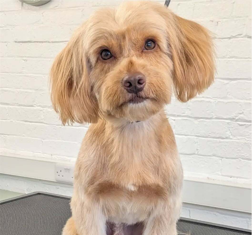 Dog after grooming - freshly trimmed and styled